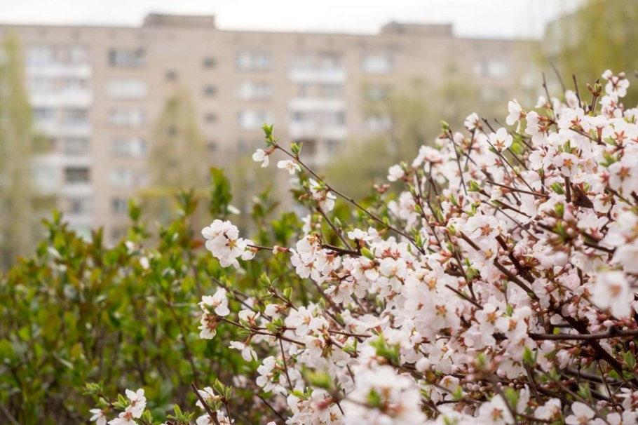 Интернет магазин семян цветов