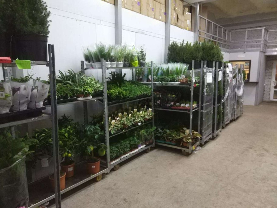 Городская база цветов Щелково