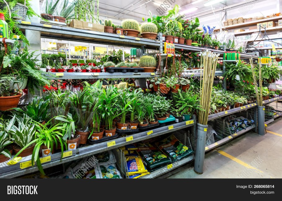 Прудовые нимфеи