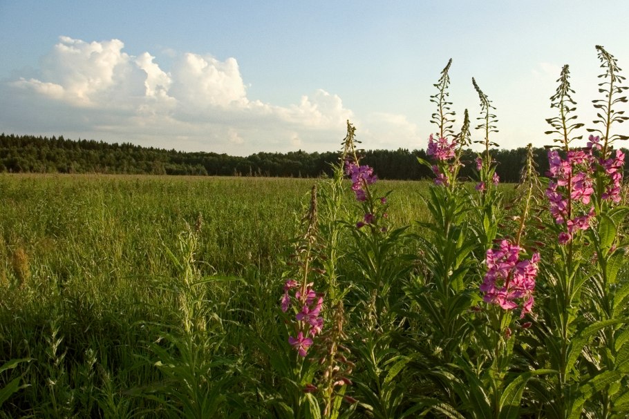 Лесная Полянка с цветами