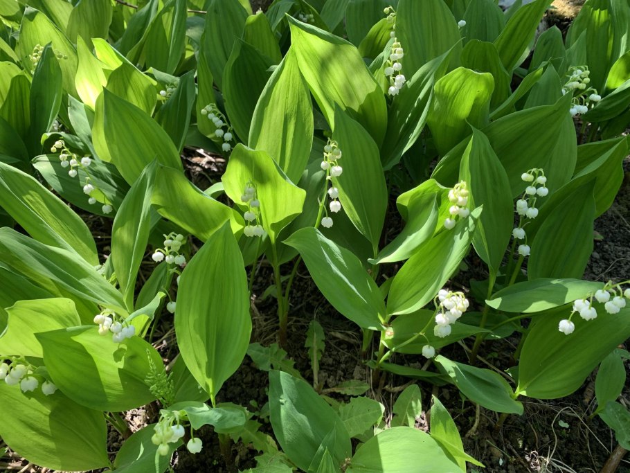 Растения Московской области