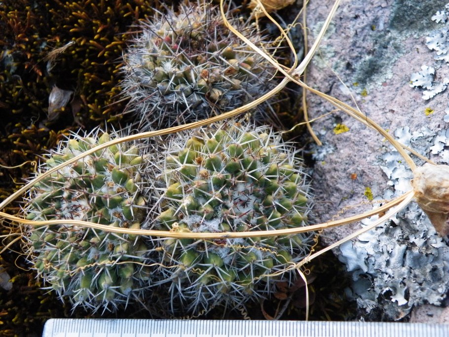 Маммиллярия пролифера