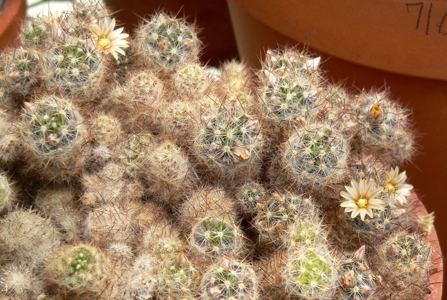 Маммиллярия пролифера Mammillaria prolifera