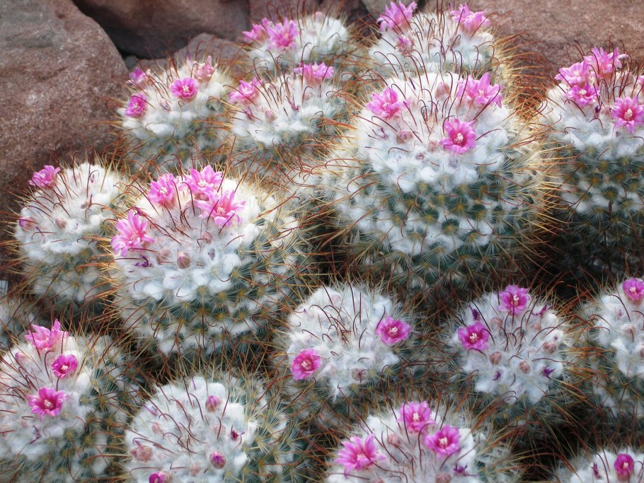 Mammillaria hutchisoniana