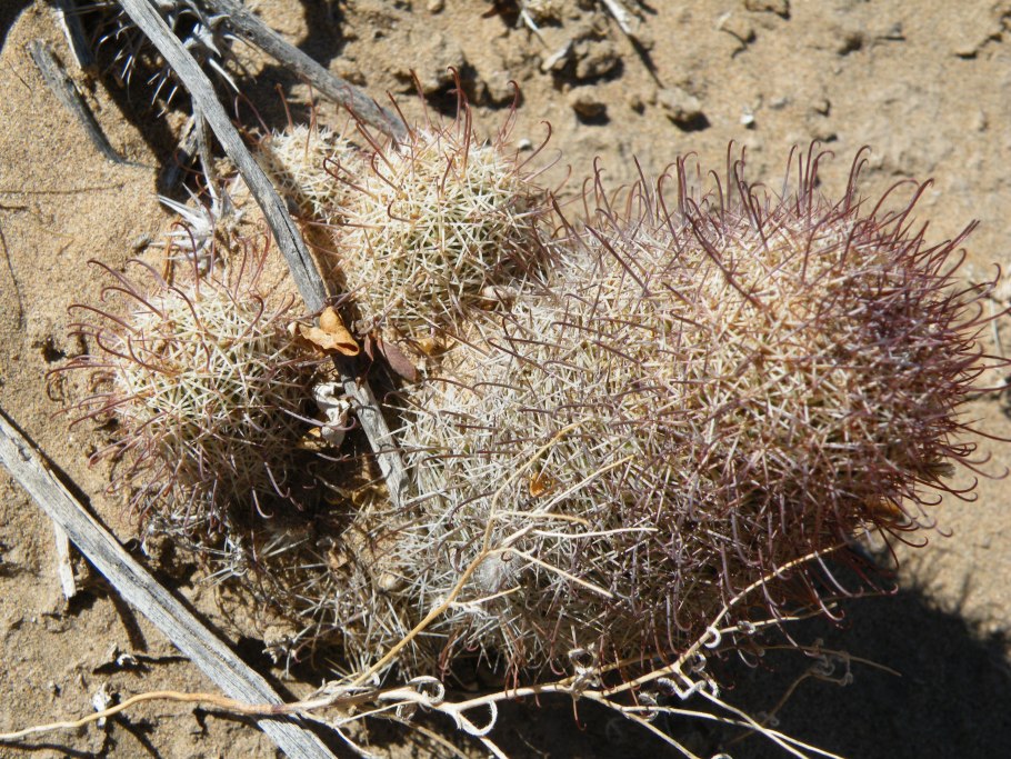 Маммиллярия Роданте