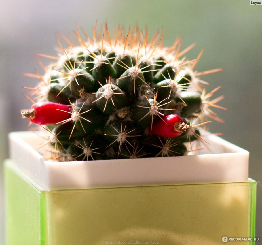 Носки Cactus Mammillaria