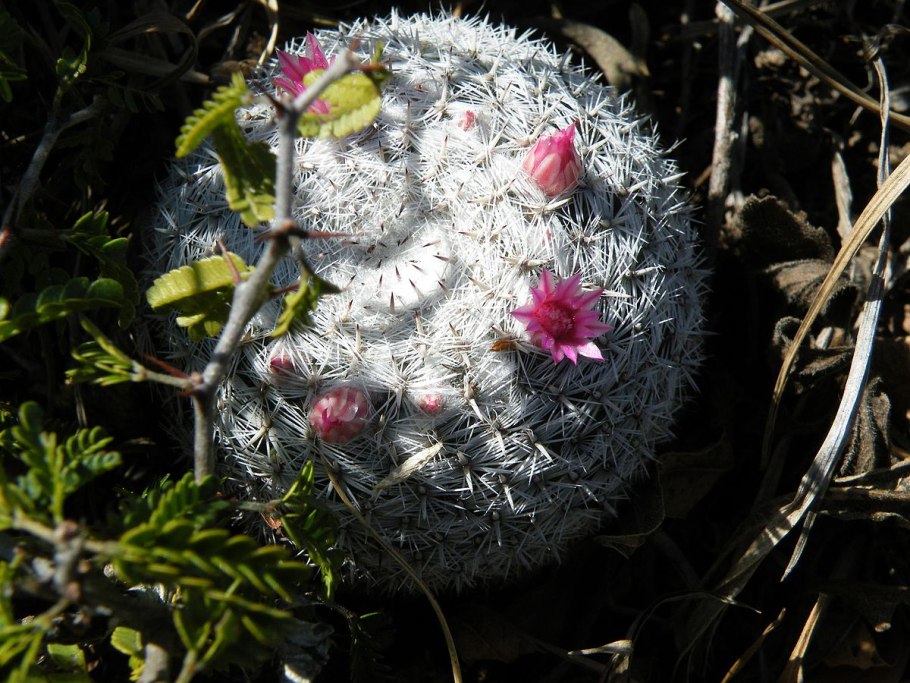 Маммиллярия бокасана плоды