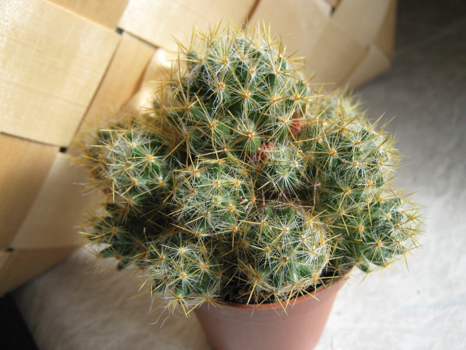 Маммиллярия rhodantha