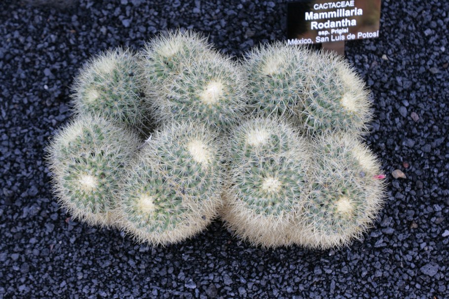 Маммиллярия перистая