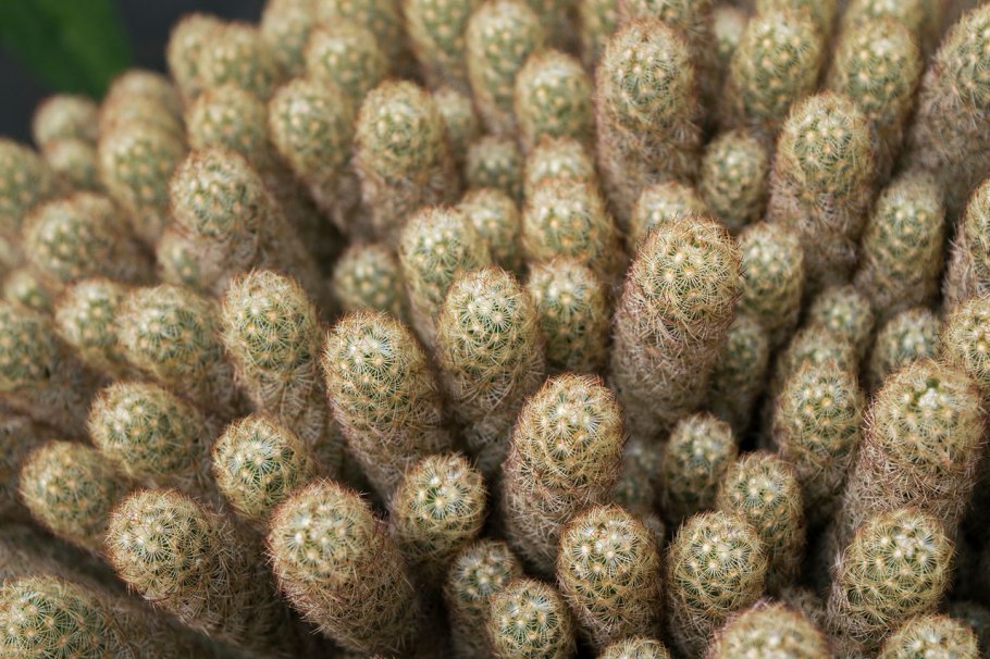 Маммиллярия пролифера цветение