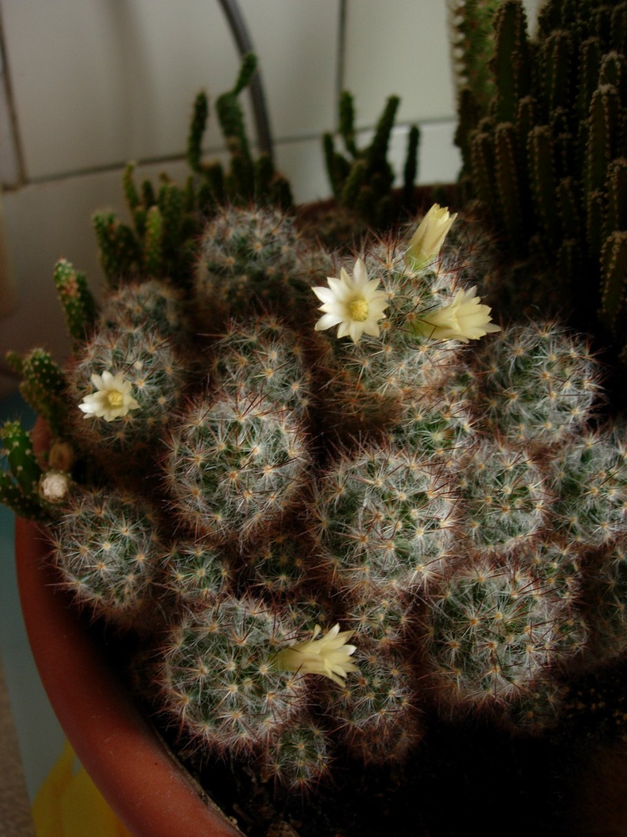 Mammillaria magnimamma
