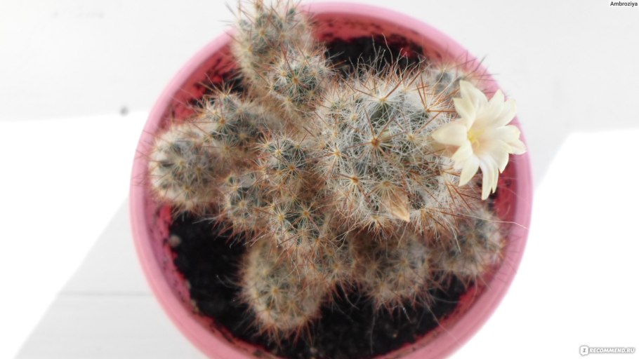 Маммиллярия крупнососочковая