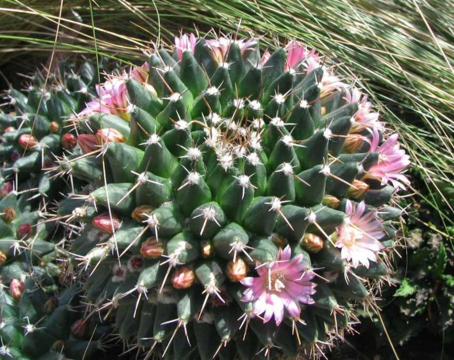 Mammillaria prolifera белые колючки
