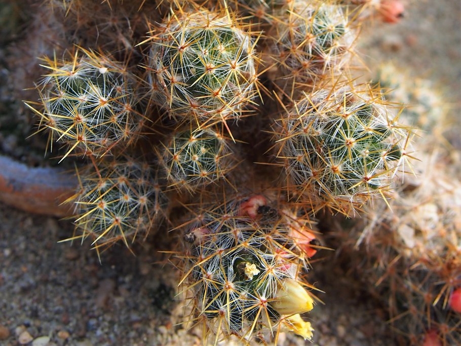 Маммиллярия пролифера