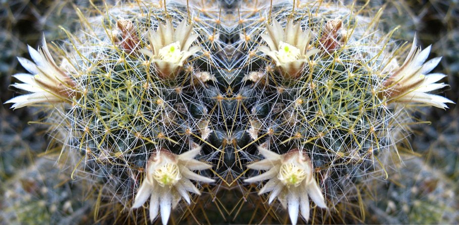 Кактус маммиллярия пролифера