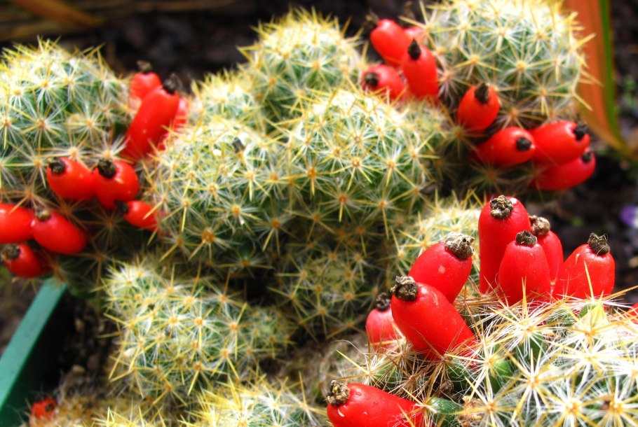 Плод кактуса Маммиллярия