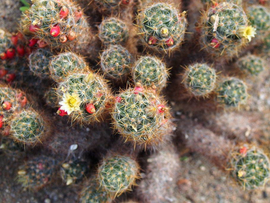 Эхинопсис Маммиллярия