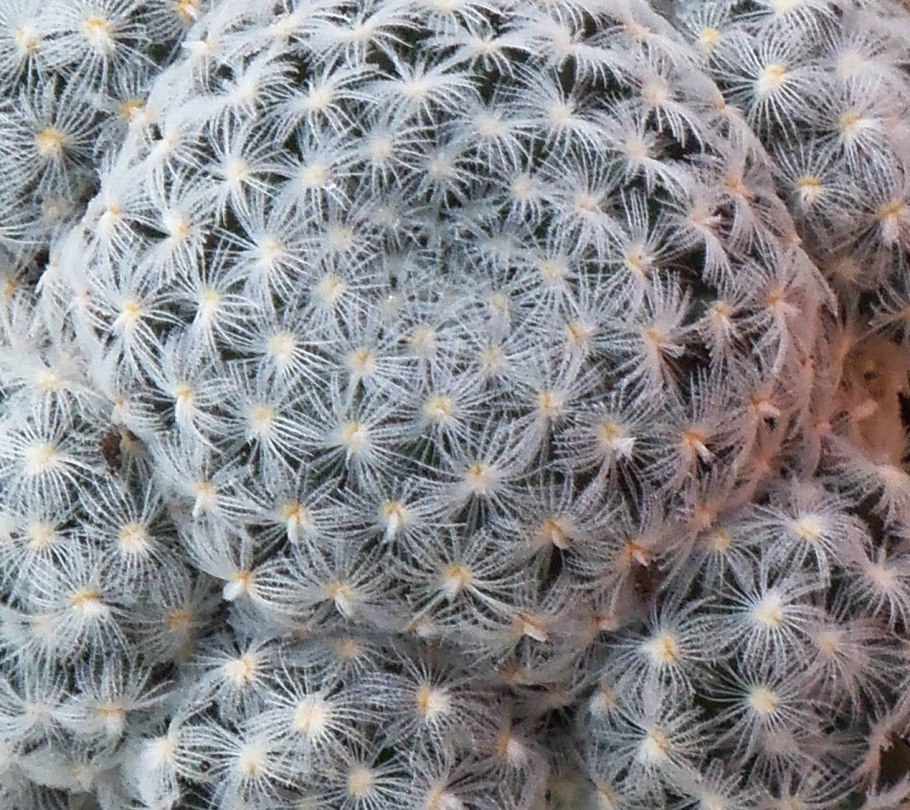 Маммилярия d12 h22