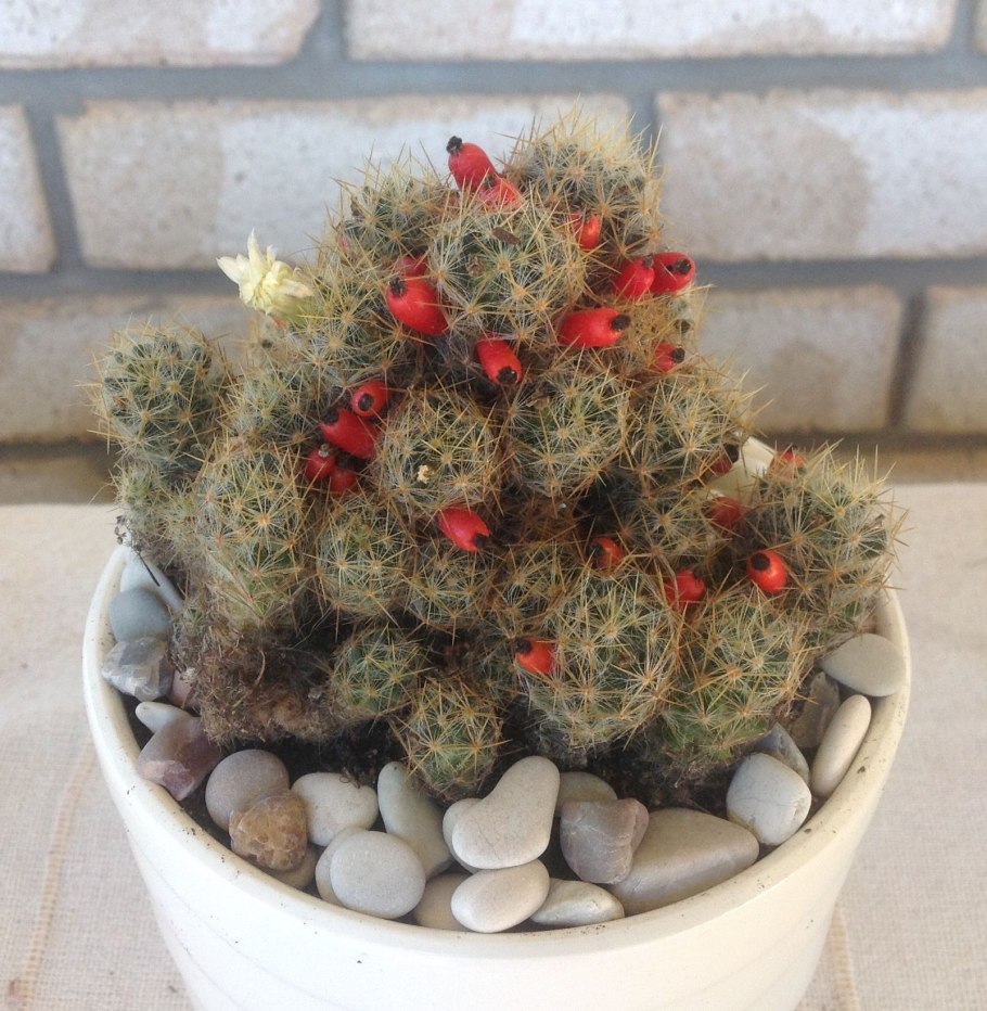 Кактус мамиллярия красотка семена