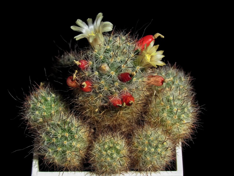 Маммиллярия пролифера