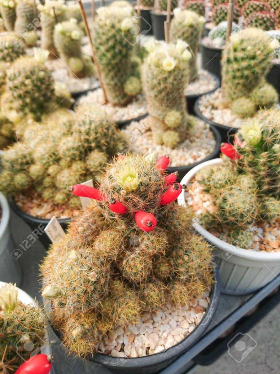 Какие виды кактусов бывают фото и название