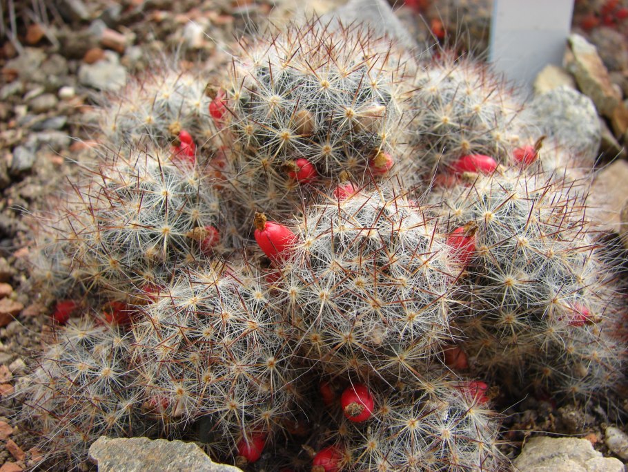 Маммиллярия пролифера Mammillaria prolifera