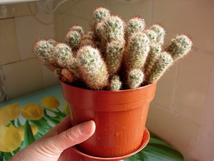 Кактус Маммиллярия d-5