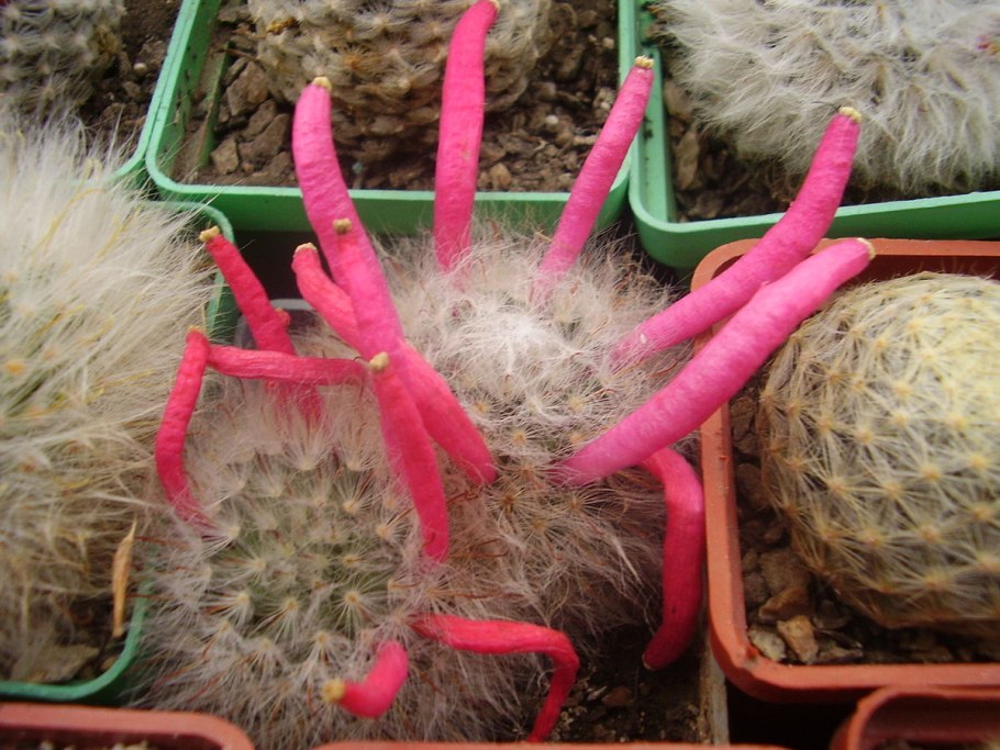 Mammillaria rhodantha Fera-rubra