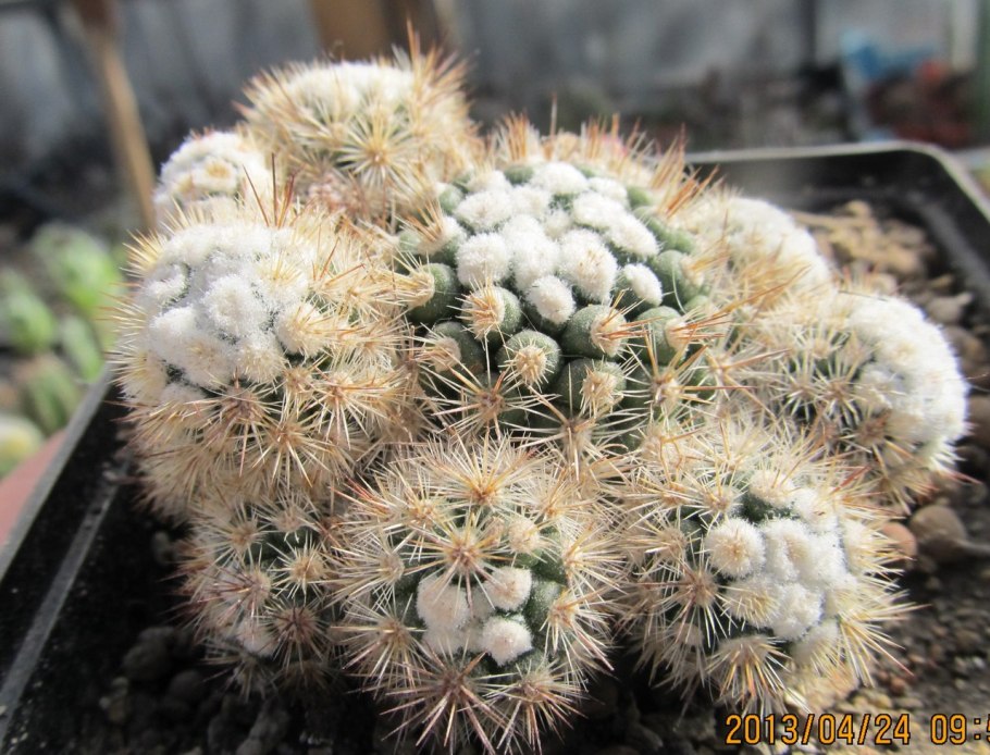 Mammillaria gracilis oruga blanca