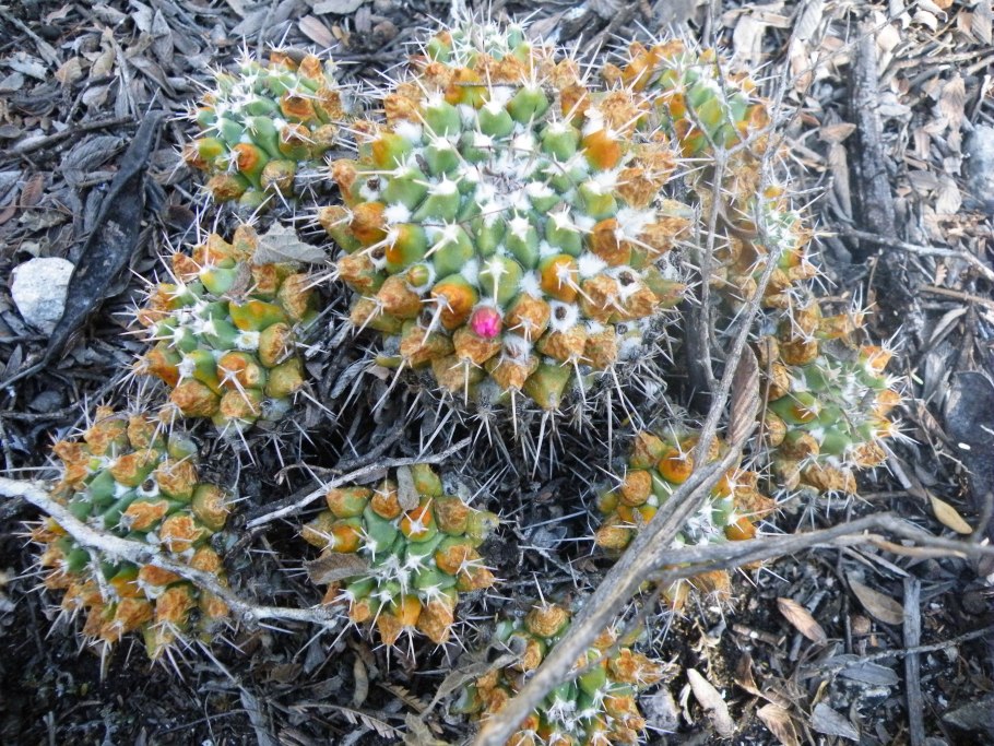 Маммиллярия пролифера