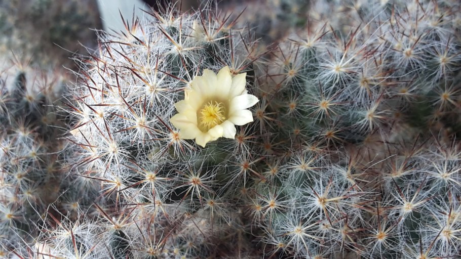 Кактус Маммиллярия Кармен