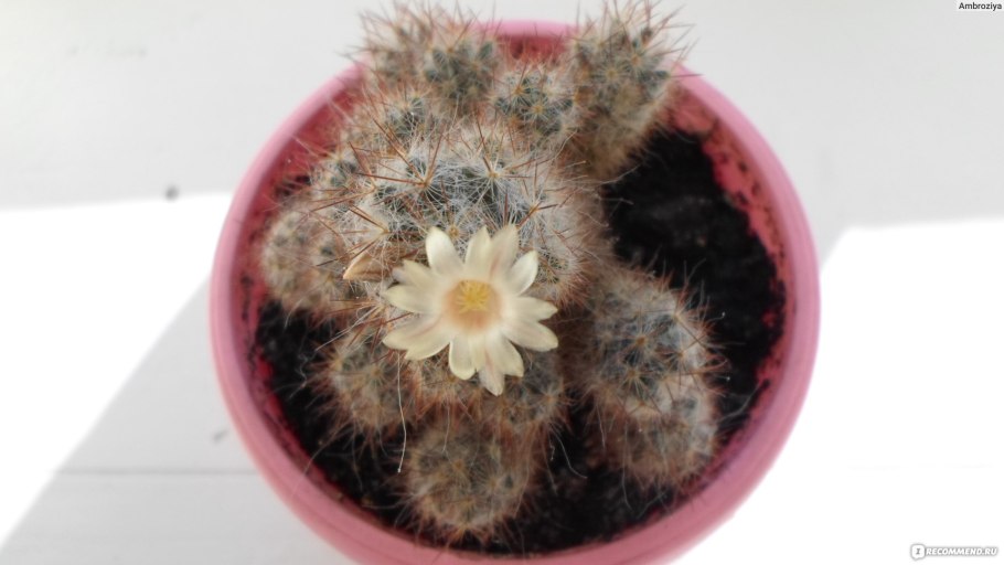 Маммиллярия пролифера