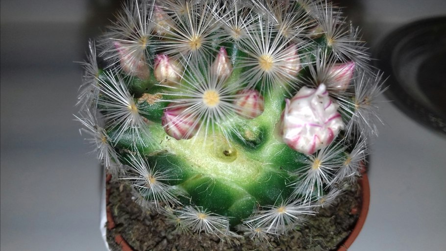 Маммиллярия Вильда