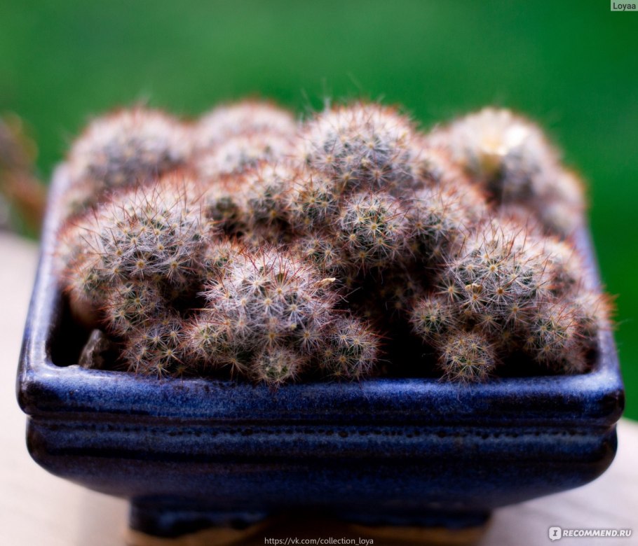 Маммиллярия элонгата