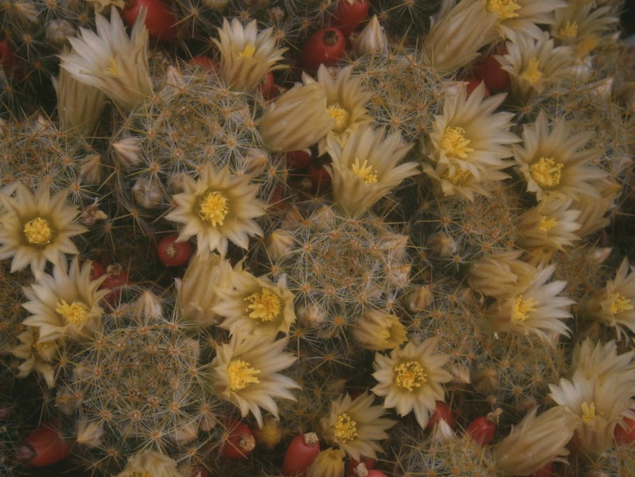 Маммиллярия пролифера