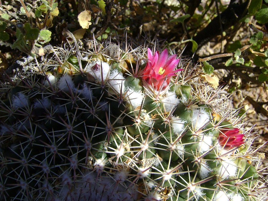 Кактус Маммиллярия элонгата