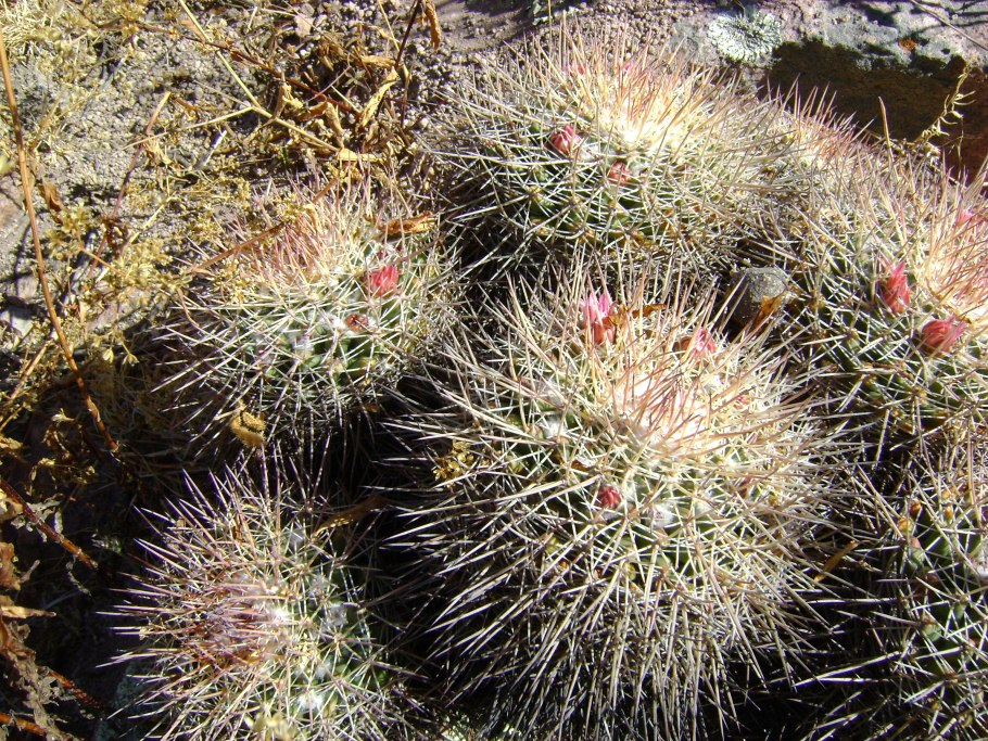 Маммиллярия мёллера