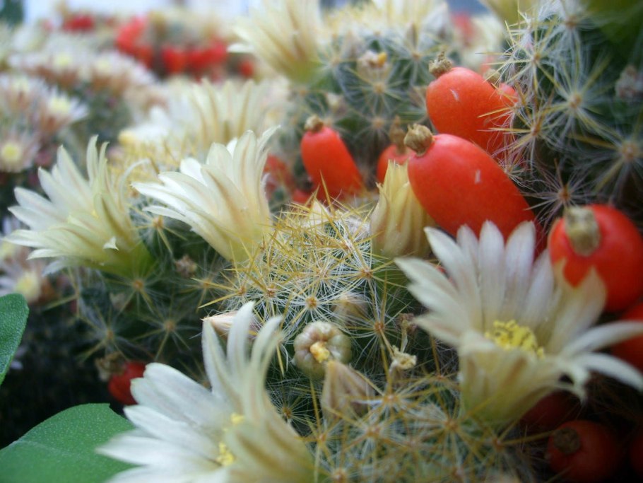 Кактус Мамилария пролиферия