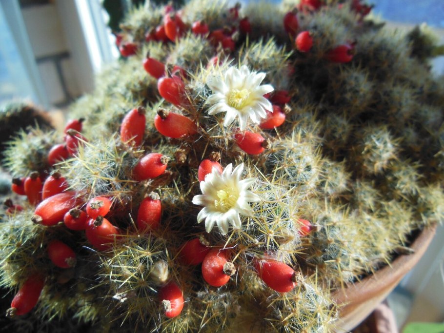 Описание кактуса САСТАСЕАЕ