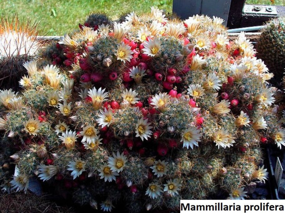 Кактус Маммиллярия пролифера