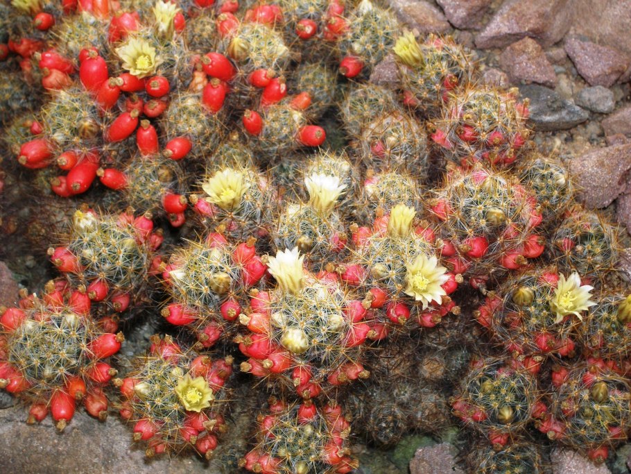 Маммиллярия побегоносная