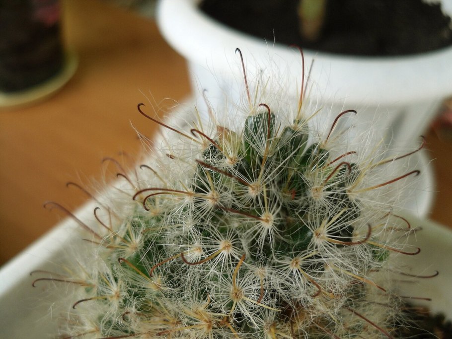 Маммиллярия пролифера