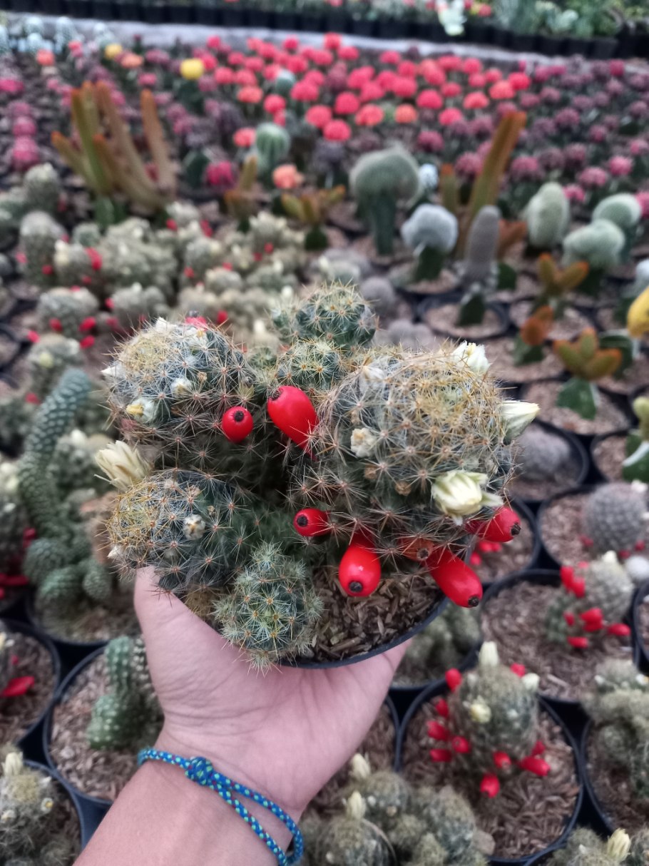 Маммиллярия кактус