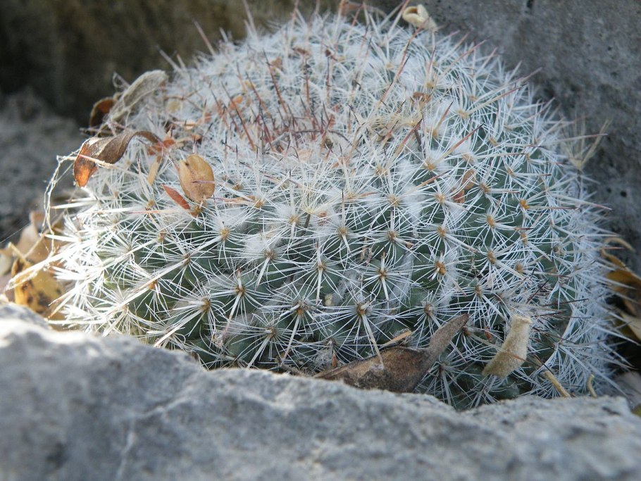 Маммиллярия дехердта