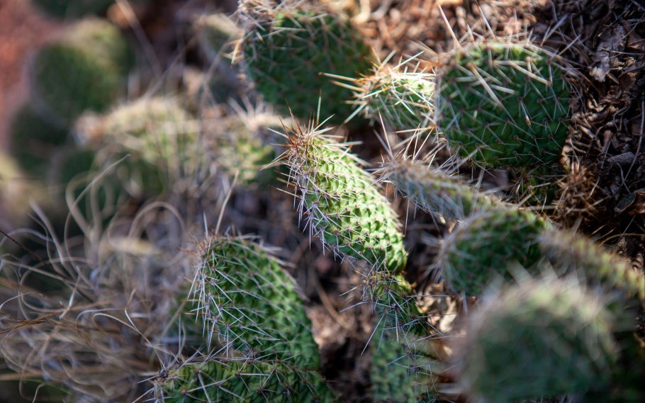 Опунция бразильская