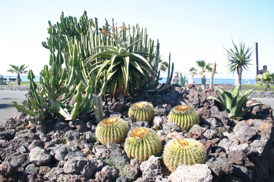 Галюциногенный Кактус Мексика