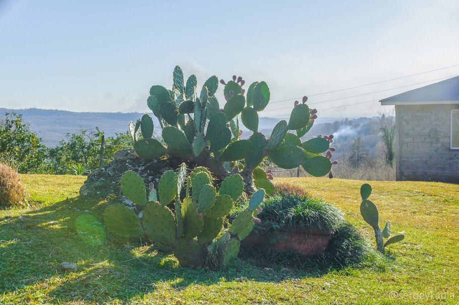 Кактусы в Абхазии