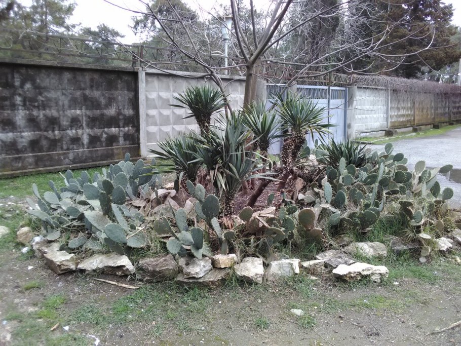 Опунция Абхазия