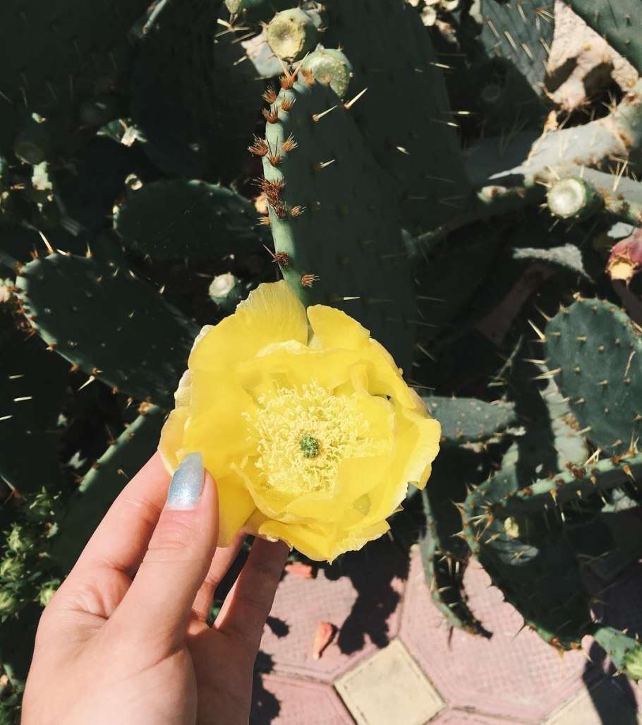 Колючка растение в Абхазии