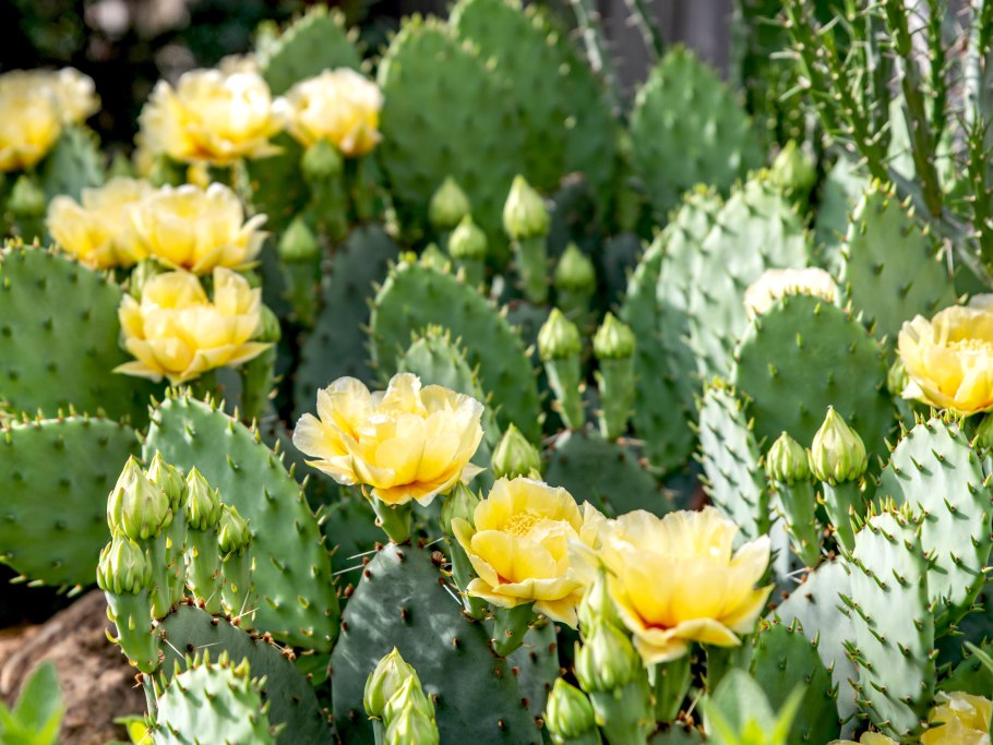 Кариофил Кактус Родина